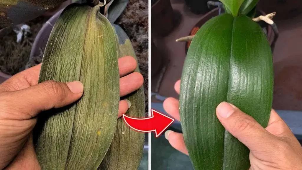 After spraying this water you will see how the orchid will stop wilting