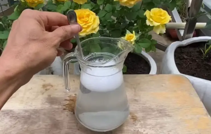 Baking soda, throw a teaspoon into the plants: what you will see is out of the ordinary