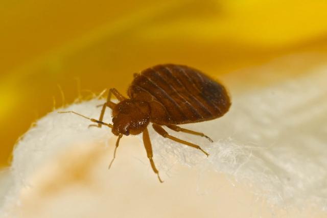 Bedbugs: the ingredient in your cupboards (and the garden) that helps eliminate them in record time