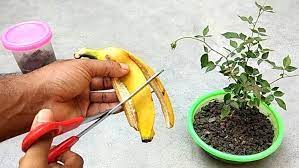 Boost your plants with this homemade banana peel tea: a super natural fertilizer