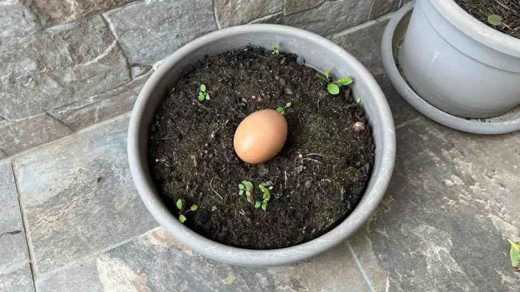 Bury an Egg in Your Soil or Garden: What Happens After 10 Days