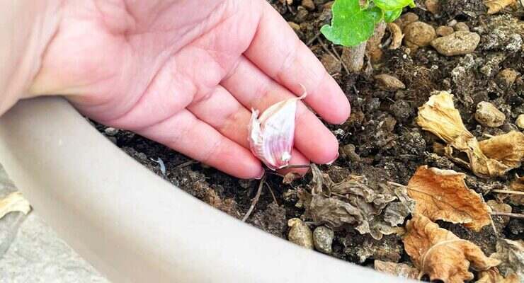Clove of garlic in plants, the unthinkable secret of every gardener: few know it