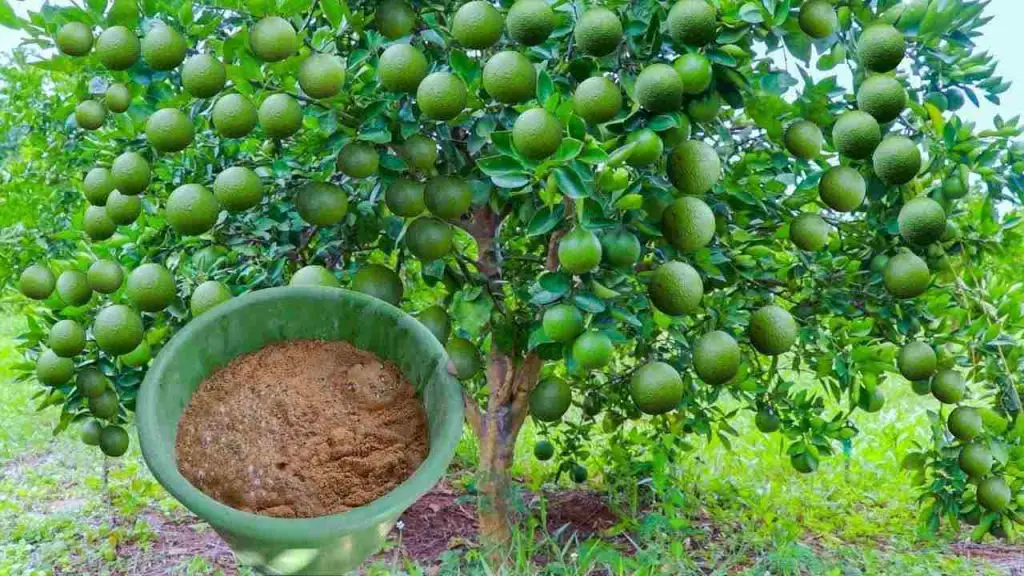 Disproportionate lemon harvest, just apply this natural fertilizer