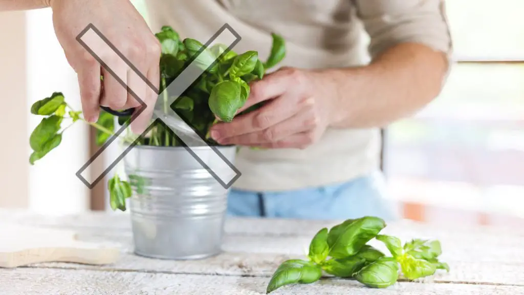 Don’t make this mistake when harvesting basil: it dries out within 7 days