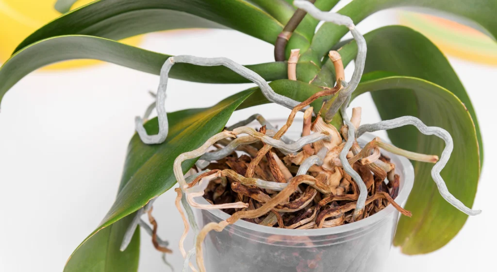 Even if the orchid has lost its leaves, these tricks will quickly bring it back to life