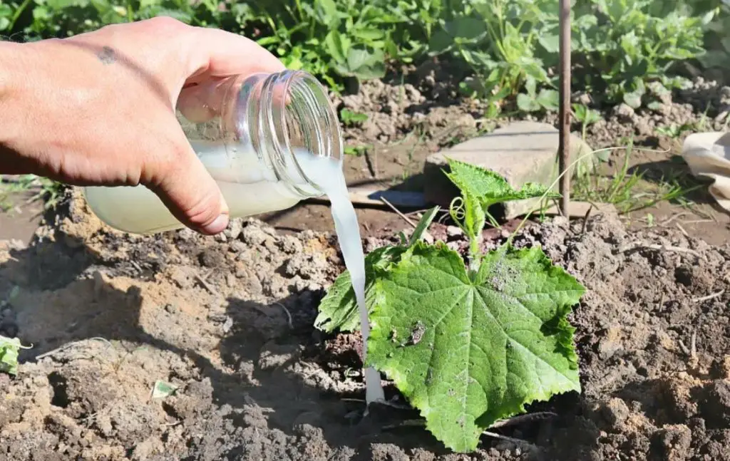 From now on, you will only water your cucumbers with this: With this secret ingredient, you will have a double harvest