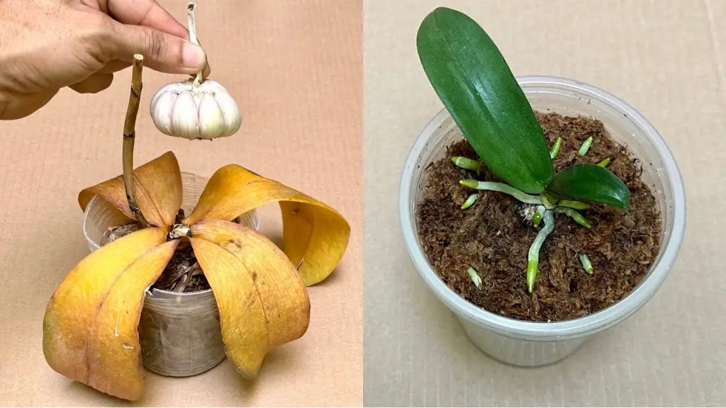 Garlic Revives All Rotten Orchids in This Simple Way