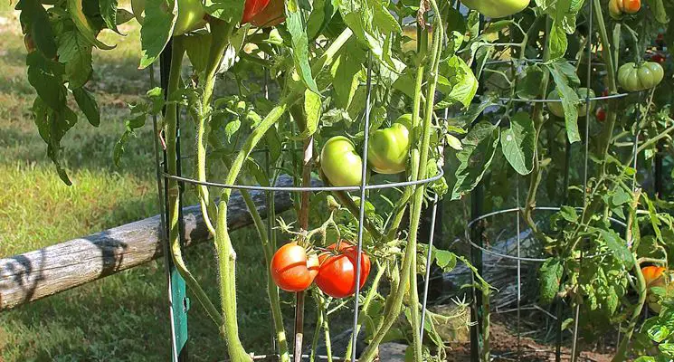 Giant tomatoes in the garden : just a spoonful of this ingredient | All gardeners do it