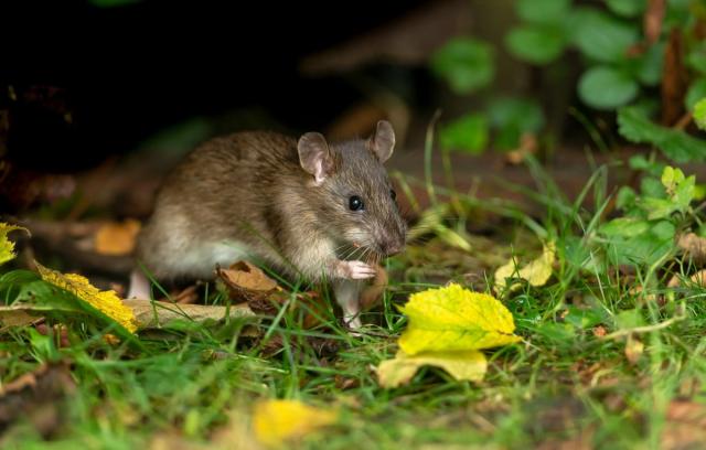 Here’s THE thing that attracts rats in droves to the garden (and it’s not food)