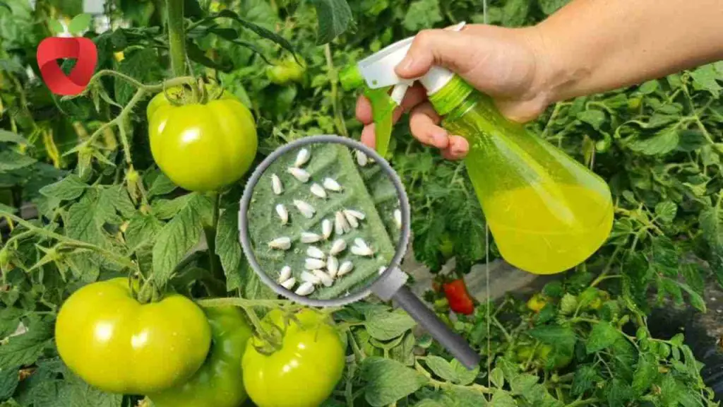 Here’s how to naturally prevent the appearance of aphids and other pests in the garden