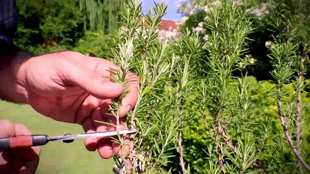 How to infinitely reproduce rosemary in water, it will take just a few minutes