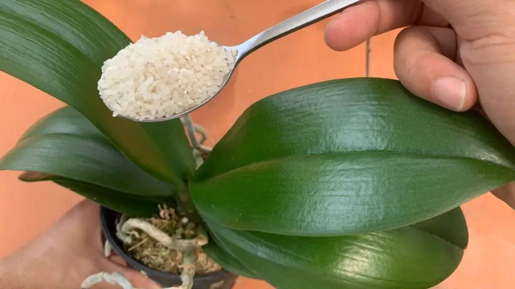 If you feed your orchid this way it will bloom for 4 seasons: never before