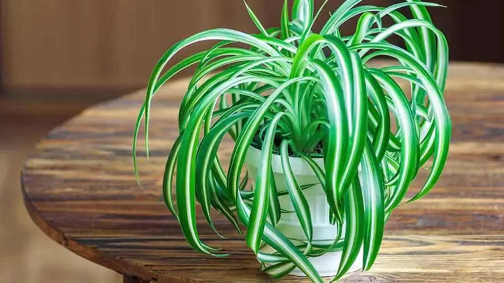If you own this plant you are lucky: here’s why it’s worth its weight in the home