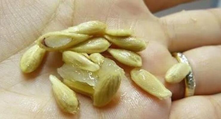 Lemon seeds, stop throwing them in the bucket: you have no idea of ​​the amount of benefits they hide