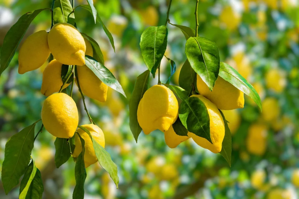 Lemon trees: do this before mid-April or say goodbye to lemons