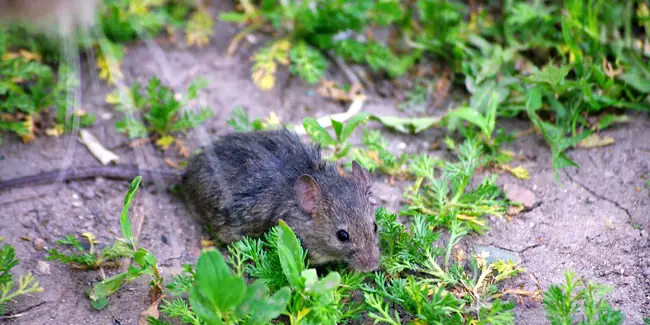 Mice in the garden, if you spray this liquid they will disappear after a few hours