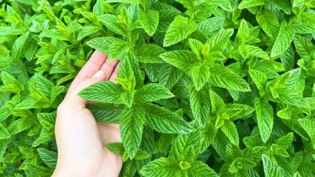 Mint always fresh and lush, but only if you plant it in this unexpected place