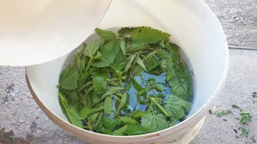Nature’s strongest fertilizer and insecticide – make sure you pour it on