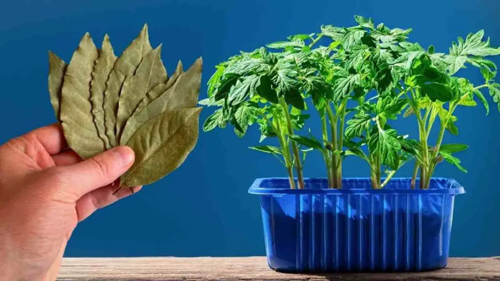 Never plant tomatoes and peppers without this, you’ll see: they will grow endlessly