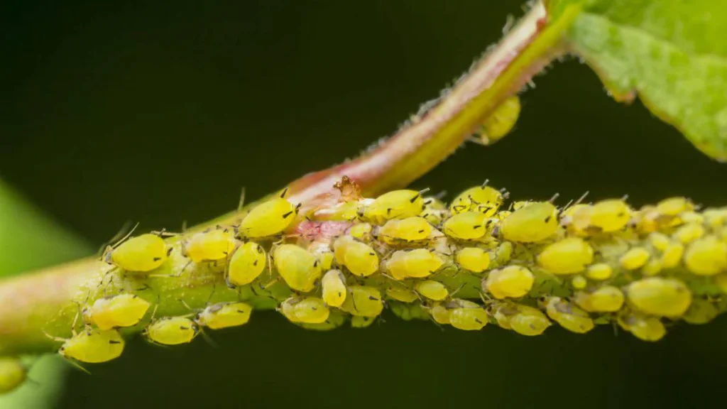 No more aphids or scale insects on your plants: find out how to eliminate them in a simple and natural way