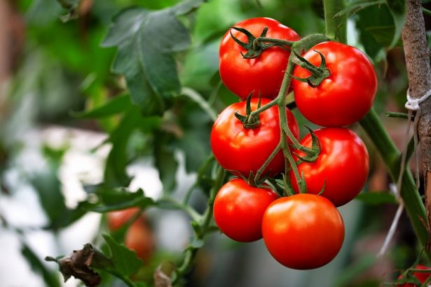 No tomatoes next to your cucumbers: gardening secrets for a more productive planting and vegetable garden