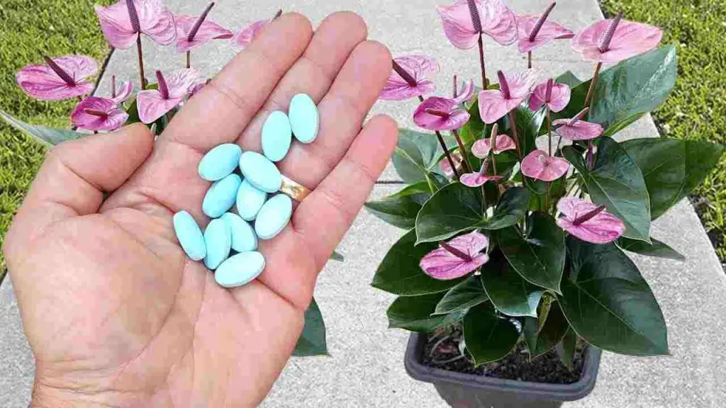 One pill on your plants and after 10 days you will immediately see the incredible result