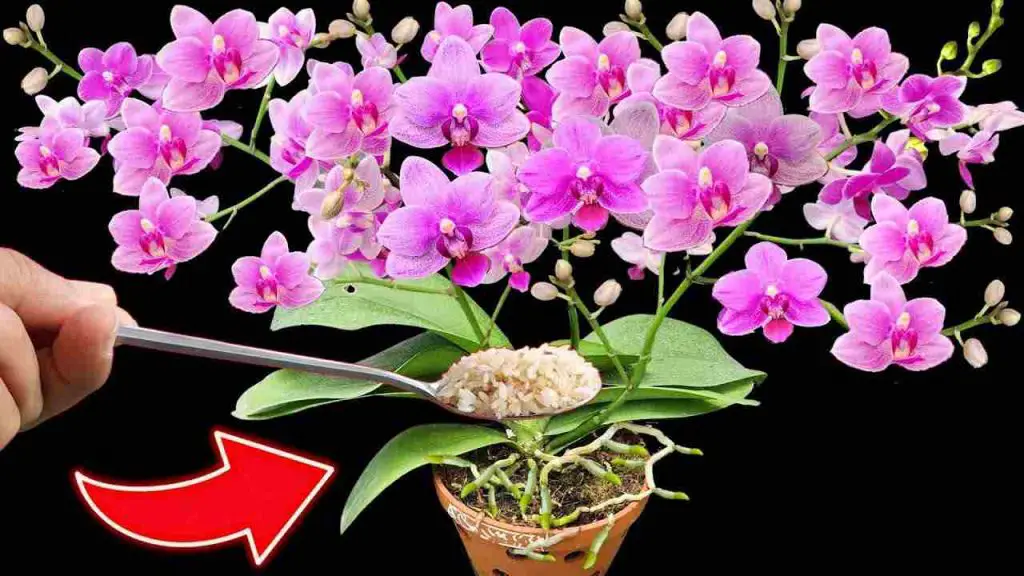 Orchids: Achieve a Spectacular Bloom with Over 100 Flowers Simultaneously  
