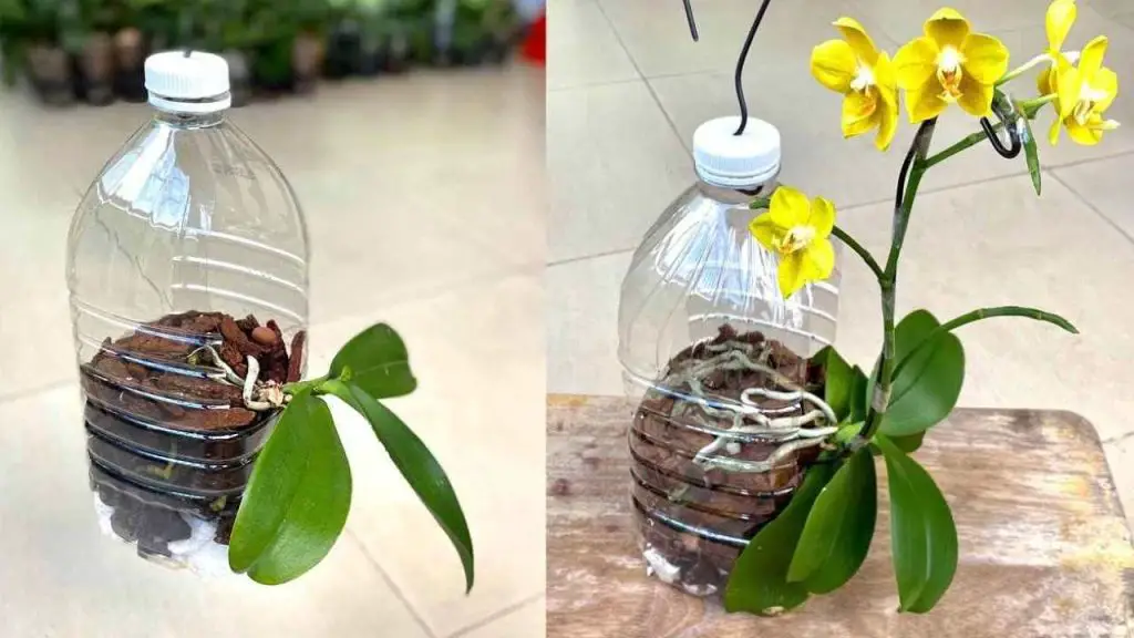 Orchids, only if you plant them like this they grow quickly and don’t rot
