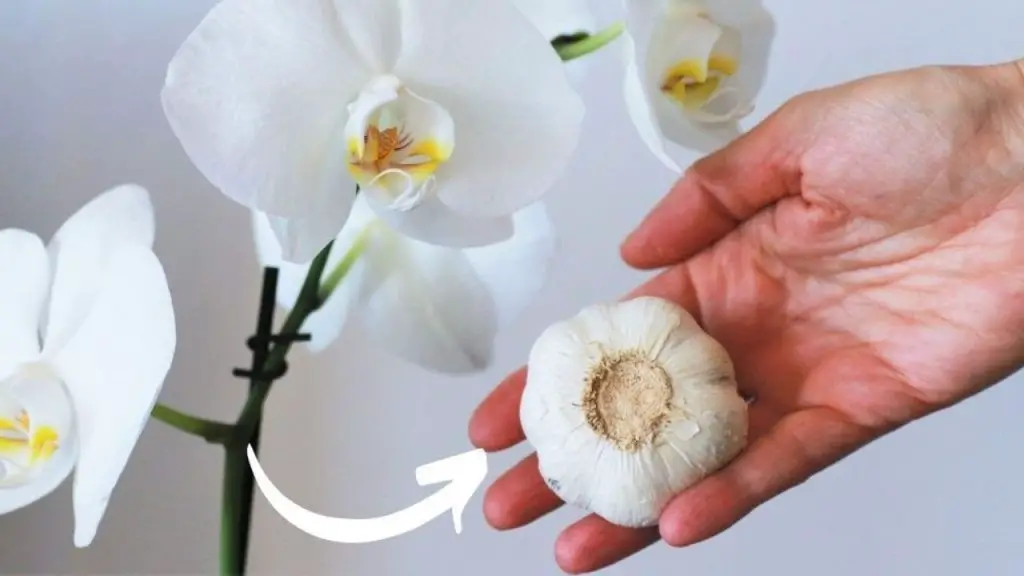 Orchids, the zero-cost fertilizer: never had they been so lush