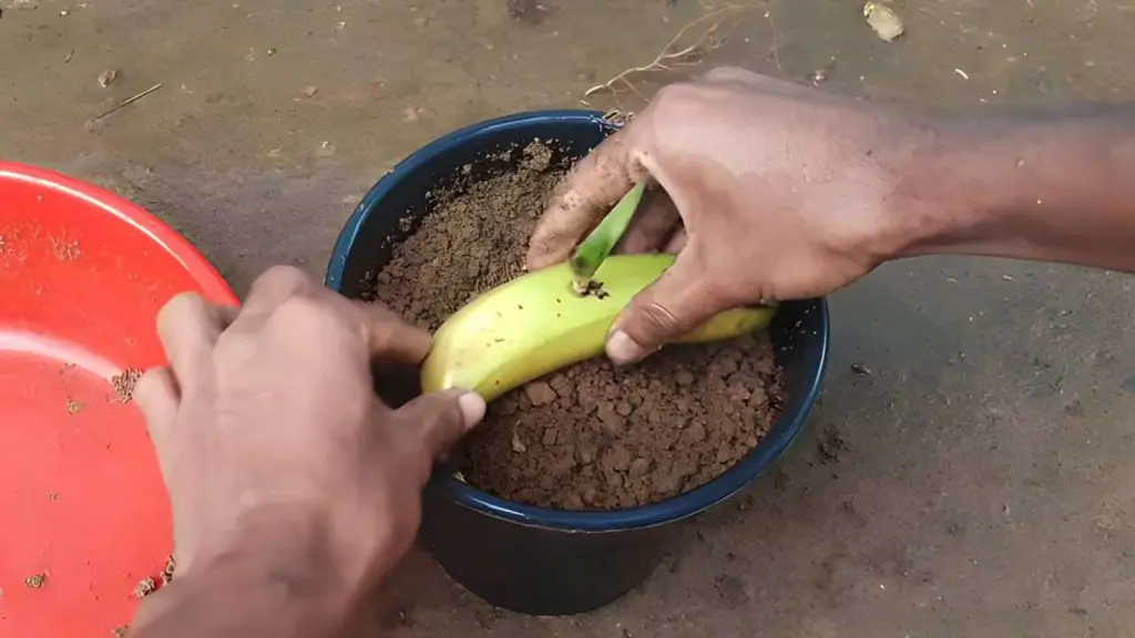 Plant a banana in the ground: it’s surprising what happens after 7 days