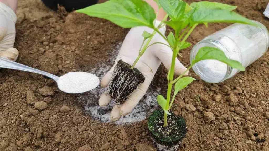 Plant peppers this way and you will have a very rich and abundant harvest