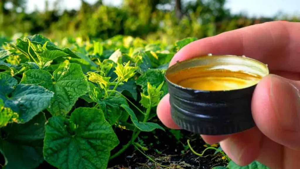 Pour it under the cucumbers and you will never stop picking them – they grow endlessly
