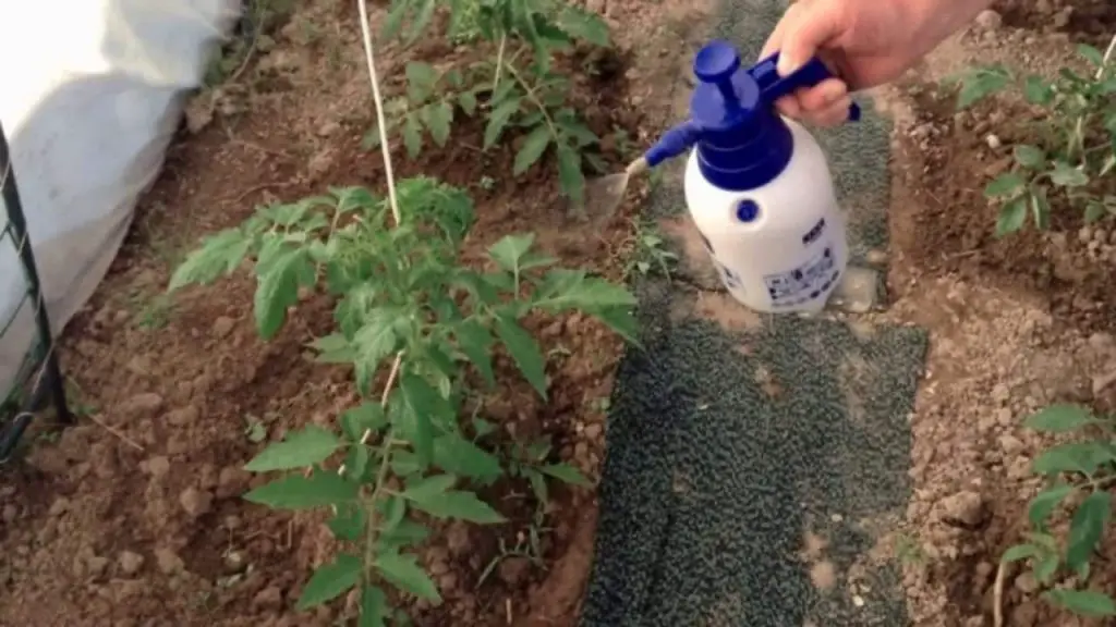 Powerful Home Insecticide: Say Farewell to Pesky Pests