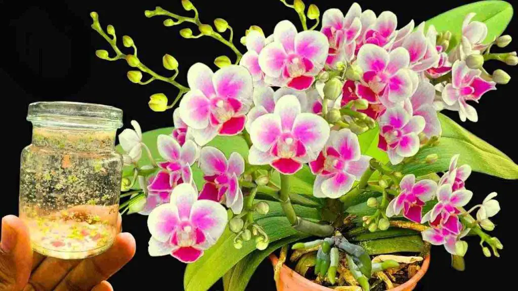 Powerful fertilizer, much stronger than garlic: plants will flower for 6 months