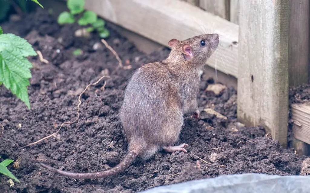 Rats in the garden: this (unusual) bathroom product is ideal for scaring them away