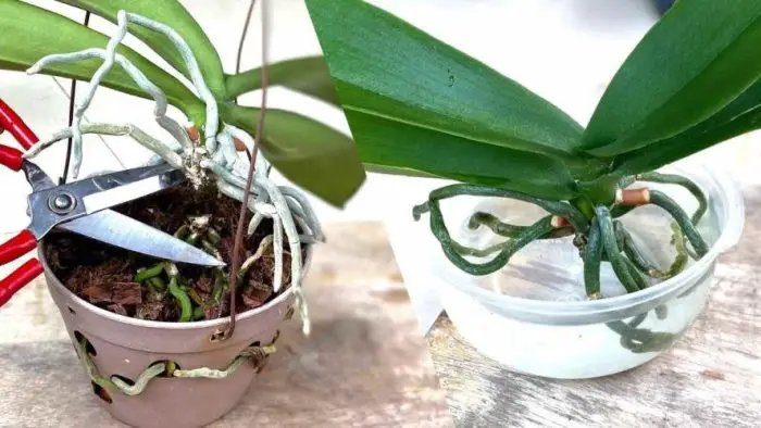 Rejuvenate your orchid with this method popular with nurseries: it lasts a lifetime