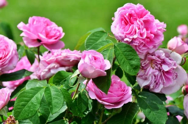 Rose bush: 3 little-known tips (but which work every time!) to trigger incredible flowering