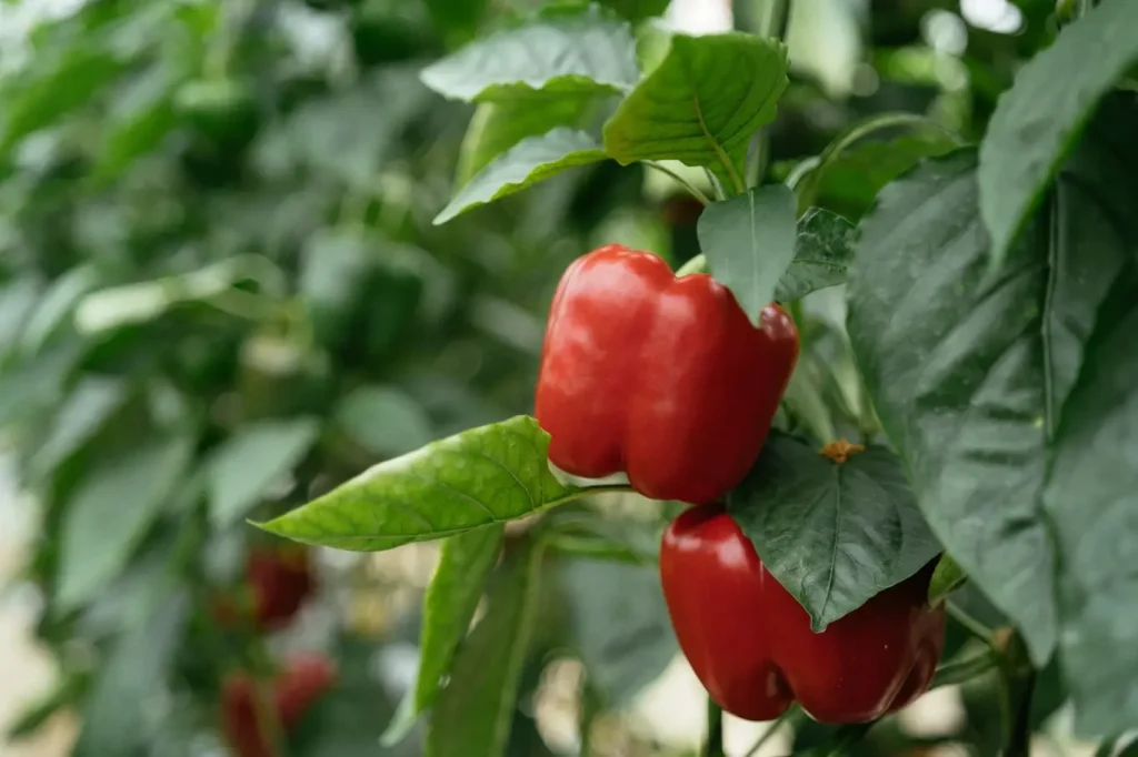 Spray pepper seedlings with this and forget about aphids Pepper