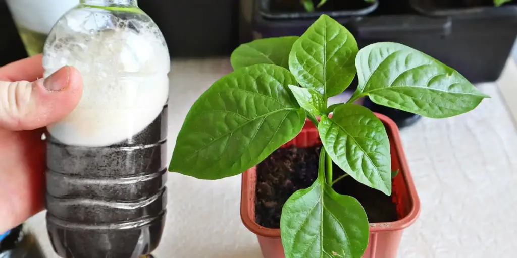 The Ultimate Nutrient-Rich Fertilizer for Tomato and Pepper Seedlings