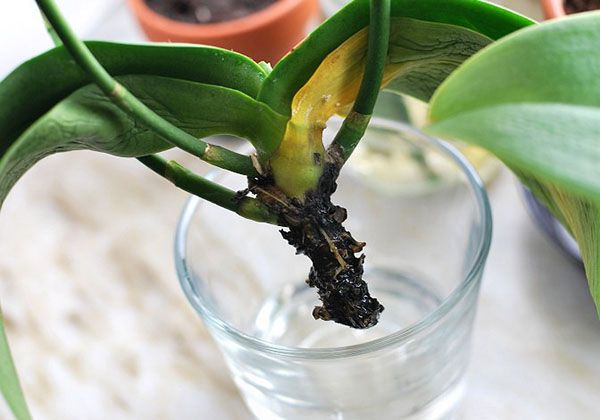 The biggest mistakes in growing orchids: never do this, so as not to ruin the flower