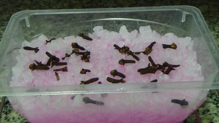 The most powerful natural repellent to immediately eliminate all insects from the house
