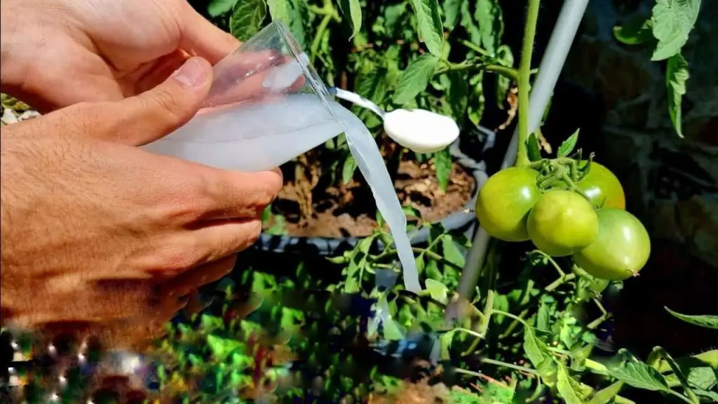 The only very powerful natural fertilizer, use it for plants: it is worth its weight in gold in the vegetable garden and garden