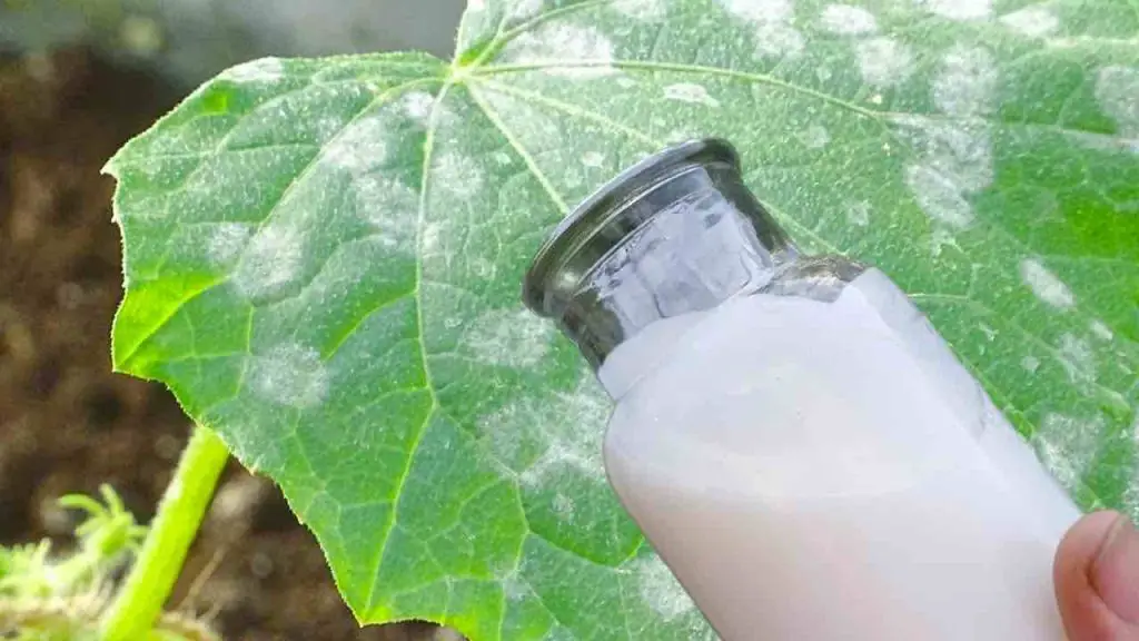 The strongest defense for the garden against all types of diseases: no more yellow leaves