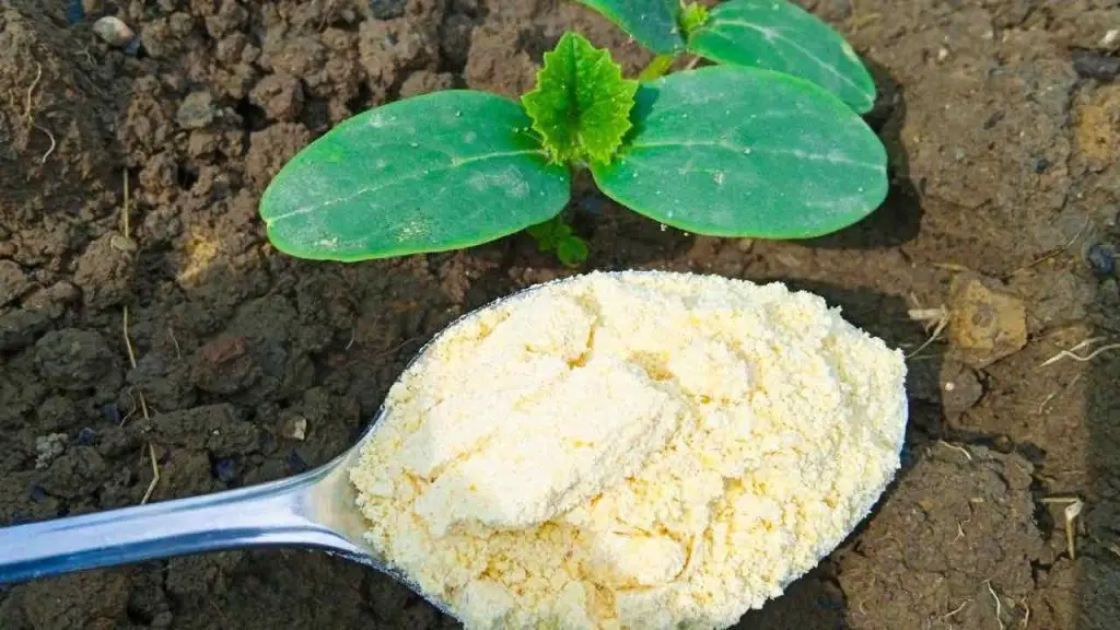 The surefire remedy to eliminate garden ants: they escape in 10 seconds