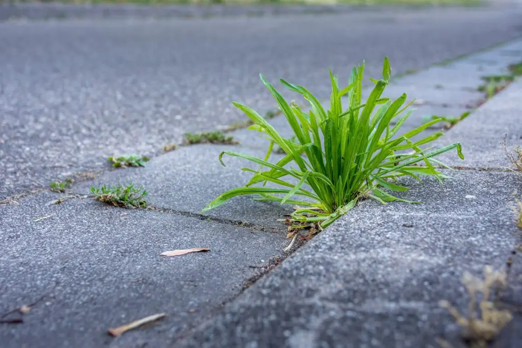 This element (which you use every day) is a formidable weedkiller