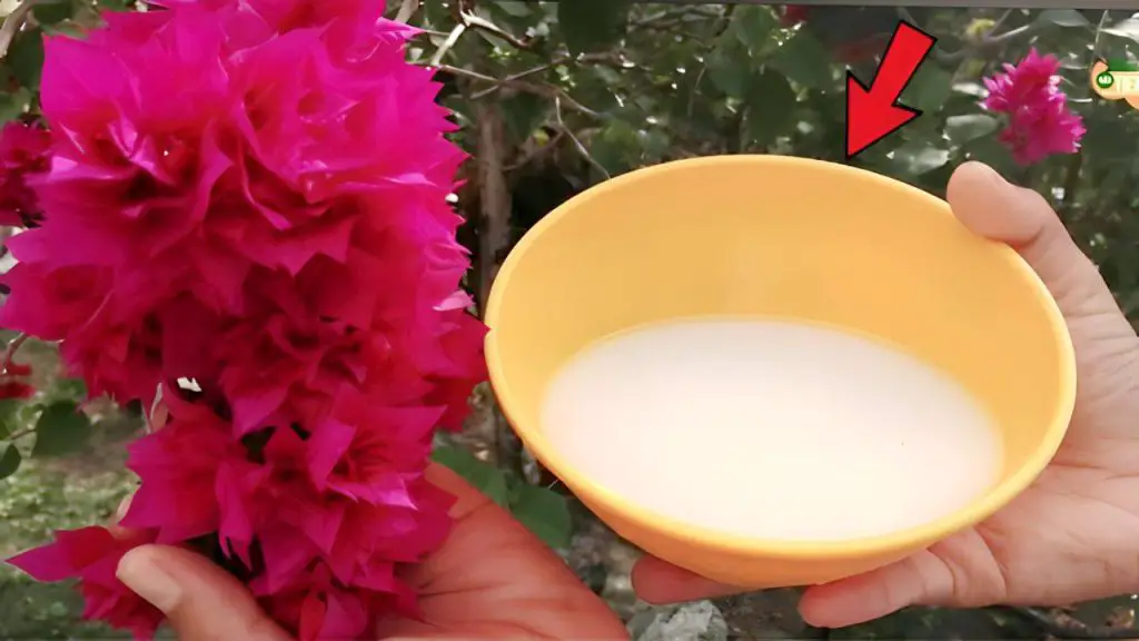 This ingredient is stronger than water, it makes plants grow healthy and lush