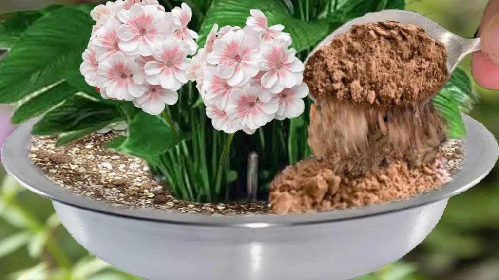 This powerful natural fertilizer fills all plants with lots of flowers