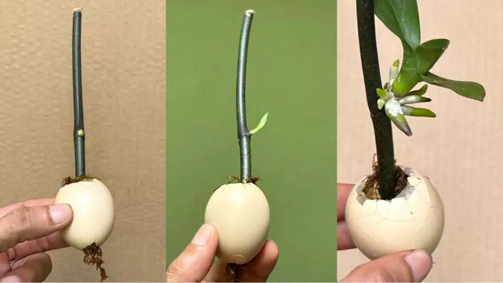 This trick makes branches and seedlings grow quickly: they won’t stop flowering