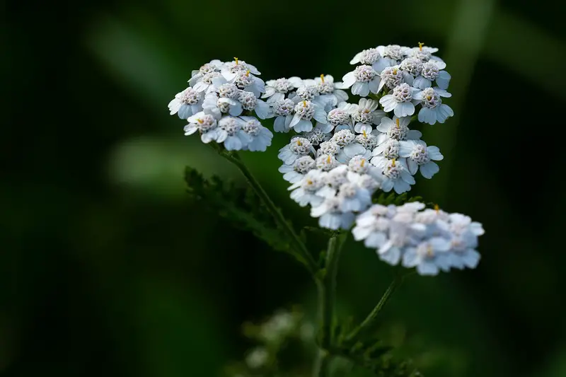 This underestimated plant, which grows everywhere, is a real treasure.