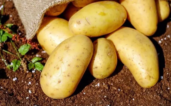 Tips for Growing Big Potatoes: A Guide to a Bountiful Harvest
